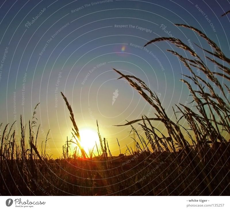 Zu später Stunde Sommer Sonne Himmel Horizont Schönes Wetter Feld blau gelb rot weiß Strommast Abenddämmerung Sonnenstrahlen Sonnenlicht Menschenleer Halm