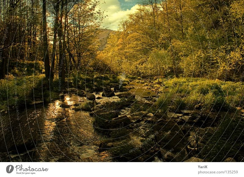 neuland Bach Gewässer fließen Flußbett steinig Gras Halm Baum Wald Sträucher Blatt Sonnenstrahlen Sonnenlicht Licht Physik Himmel Horizont Stimmung heiß