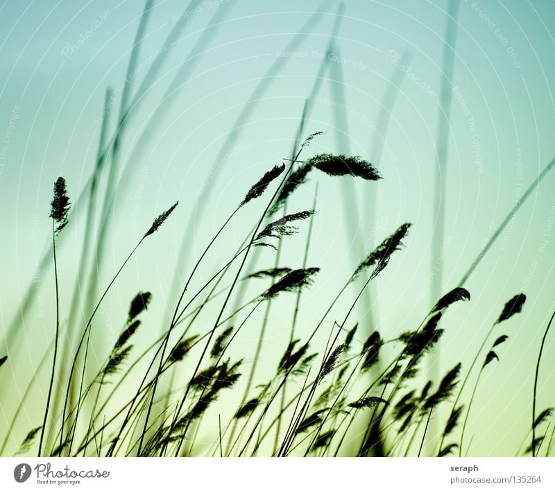 Soft Reed Schilfrohr Röhricht Biotop Gras Binsen Halm grün durcheinander Grasland ökologisch Pflanze Wiese diagonal quer Unschärfe Ähren Umwelt Umweltschutz