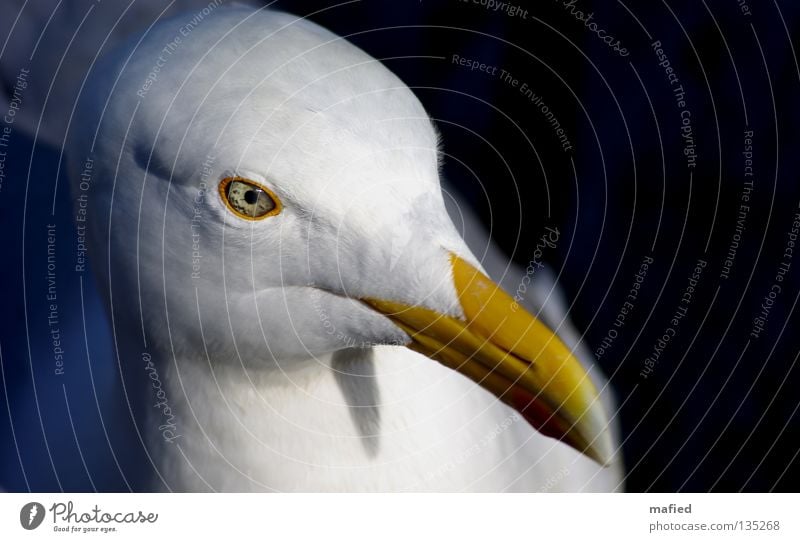 Selbstportrait Silbermöwe Möwe Vogel Dieb weiß grau gelb rot Meer larus silber schnabelfleck schlüsselreiz Fisch Ei Flügel fliegen Ostsee Nordsee Auge