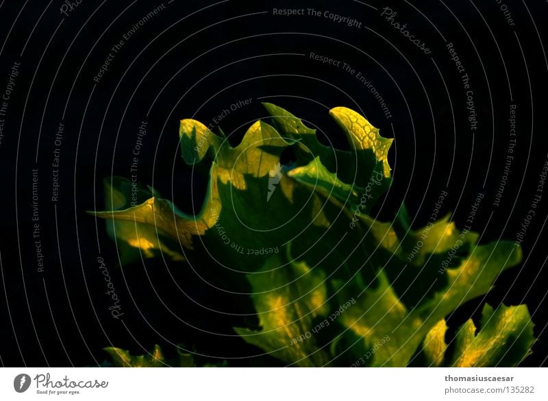 Salatkraut Pflanze grün schwarz erleuchten Licht durchleuchtet Frühling dunkel Physik Kräusel Beet Feld Wärme ruhig