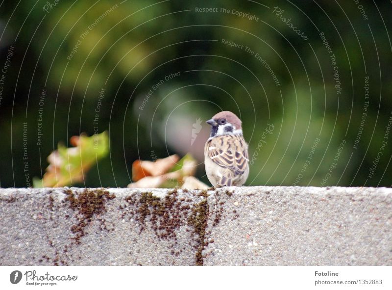 Was ist? Umwelt Natur Tier Vogel 1 frech frei klein nah natürlich Spatz Mauer Farbfoto mehrfarbig Außenaufnahme Menschenleer Tag Licht Sonnenlicht