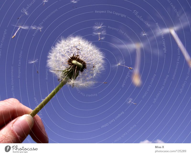 Dandylion Sommer Luftverkehr Hand Finger Himmel Wolken Wind Blume fliegen blau weiß Löwenzahn Stengel himmelblau blasen Samen Freiheit frei Farbfoto