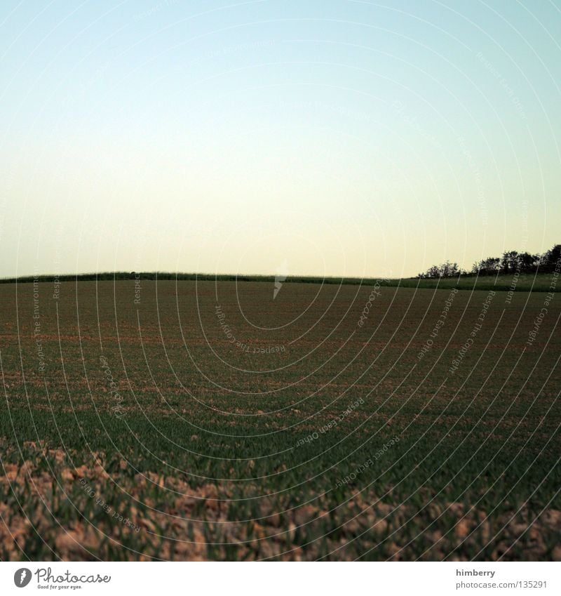 bio siegel Raps Pflanze Feld Blüte gelb Landwirtschaft Hügel Baum Natur Dämmerung Horizont Himmel ökologisch Gemüse Frühling Bioprodukte Erdöl field Landschaft