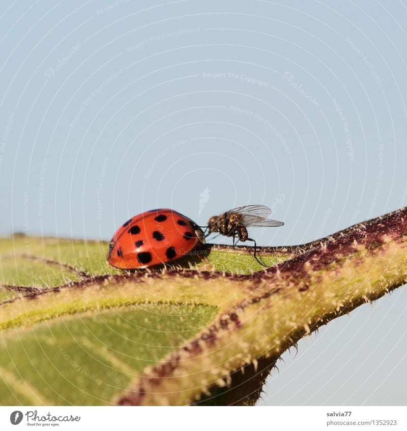 Berührung Natur Pflanze Tier Himmel Sommer Blatt Fliege Käfer Marienkäfer Insekt 2 Beratung berühren krabbeln Zusammensein klein Neugier niedlich blau grün rot