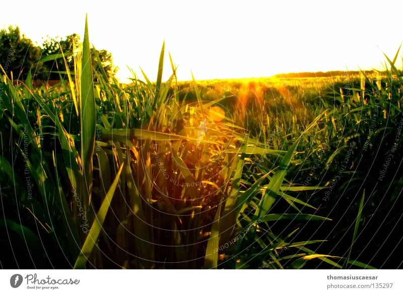 Frühlingskraft Feld Gras Gerste Baum gelb grün dunkel Physik Dämmerung Sonnenstrahlen Kraft frisch saftig Himmel hell Wärme Abend Natur frei