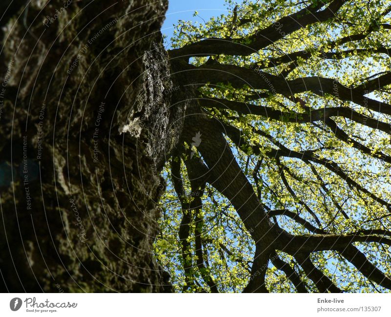 Baum Blatt Geäst Baumkrone verzweigt grün Baumrinde Denken schön interessant Frühling Verkehr Baumstamm Ast Himmel blau braun. schwarz Erholung fallenlassen