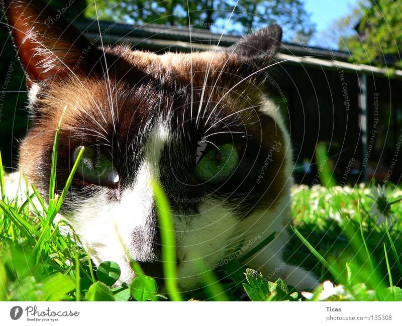 Freigänger Katze Gras Wiese Haustier Sommer Säugetier cat Garten garden grass meadow grassland pet house pet eyes freigang day pass day parole day relaese