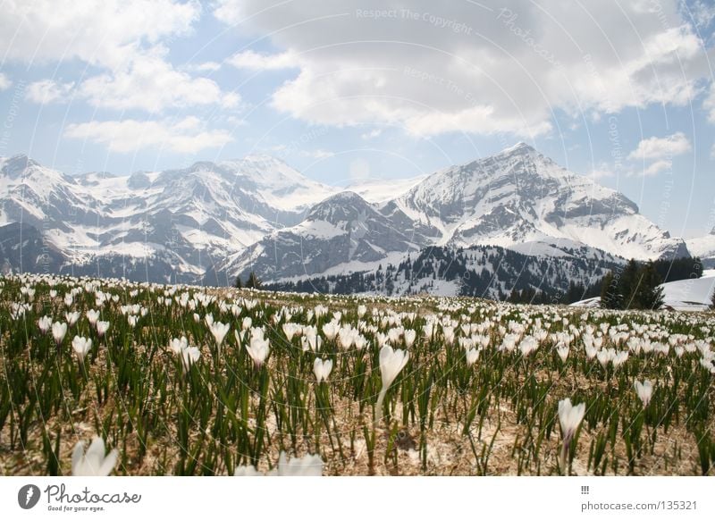 Bergfrühling Blume Frühling Saanenland Gstaad Schweiz Krokusse Blüte Berge u. Gebirge Schnee