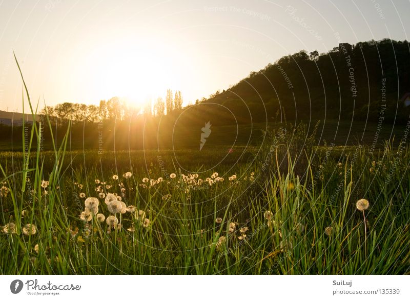 Sonnenuntergang Sommer Wiese Gras Horizont Löwenzahn Landschaft