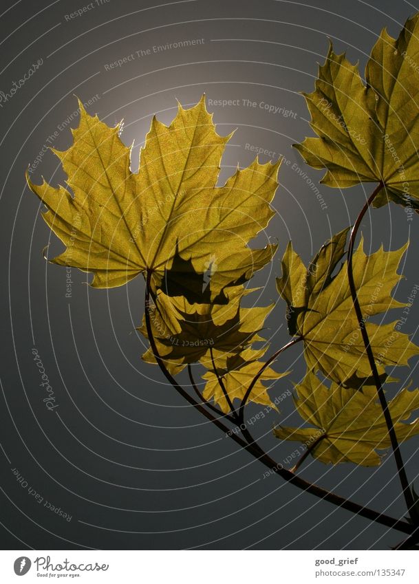 licht 2 Herbst Blatt Ahorn Baum Himmel grau gelb Zweig Ast leaf sky