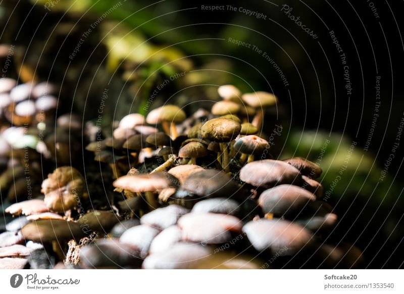 Pilzwald Natur Sonnenlicht Herbst Moos Wald braun grün Umwelt Pilzsucher Pilzhut herbstlich Herbstwald Farbfoto Außenaufnahme Tag Licht Schatten Kontrast