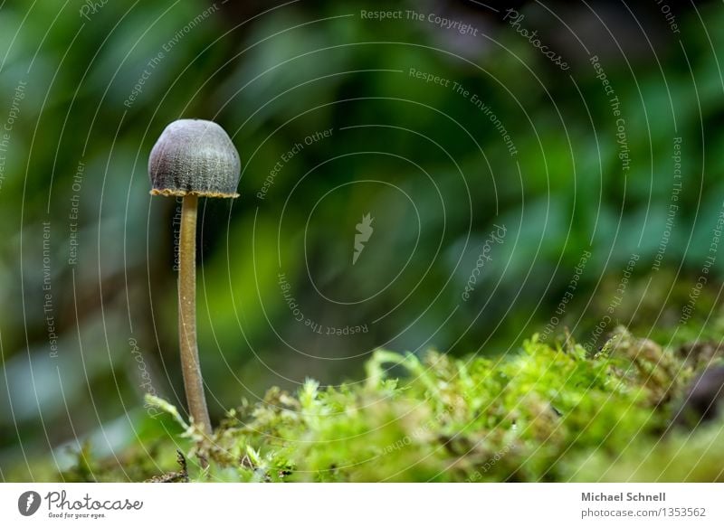 Ein Helmling Umwelt Natur Herbst Pilz Wald Erfolg klein natürlich dünn Schutz Einsamkeit Idylle einzigartig Farbfoto Nahaufnahme Textfreiraum rechts