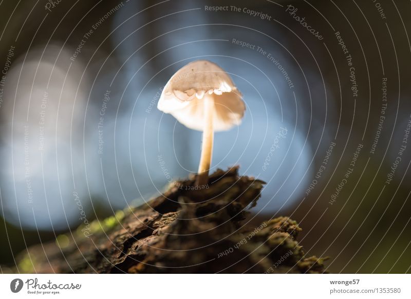 Solist Natur Herbst Pilz Wald klein nah blau braun grün türkis weiß winzig Makroaufnahme Waldboden Baumstamm Moos Gegenlicht Reflexion & Spiegelung Unschärfe