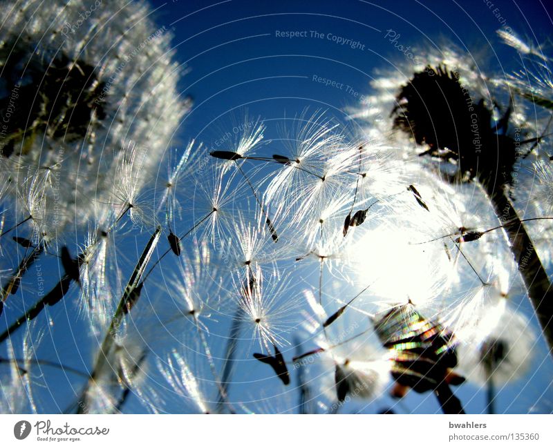 Sonnen - Schirmchen 2 Beleuchtung Gegenlicht Löwenzahn Licht weiß mehrere Blüte Wiese Blume Vergänglichkeit Himmel blau hell Samen fliegen viele Landschaft welk