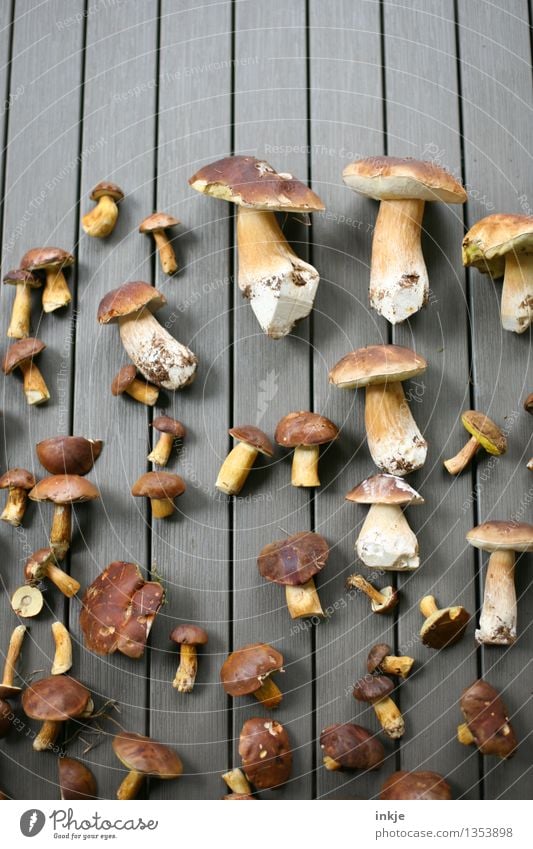 Steinpilze und Maronenröhrlinge Pflanze Tier Sommer Herbst Pilz Sammlung liegen viele braun Reichtum finden Pilzsucher einzeln essbar Glück Farbfoto