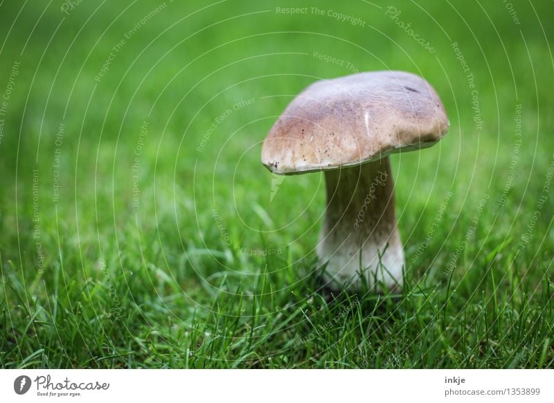 Steinpilz auf dem Rasen Natur Pflanze Tier Sommer Herbst Gras Garten Wiese Steinpilze Pilz stehen Wachstum braun grün essbar einzeln frisch Farbfoto