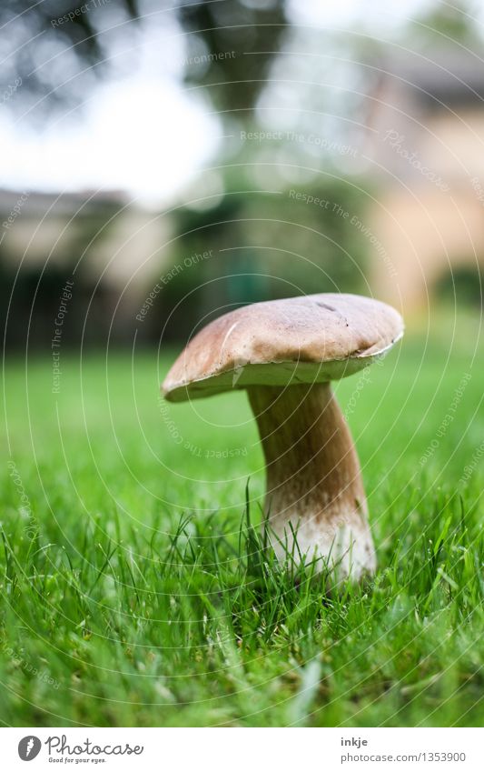 Steinpilz im Garten Ernährung Umwelt Natur Sommer Herbst Gras Park Wiese Pilz Steinpilze stehen Wachstum außergewöhnlich einzeln essbar speisepilz Farbfoto