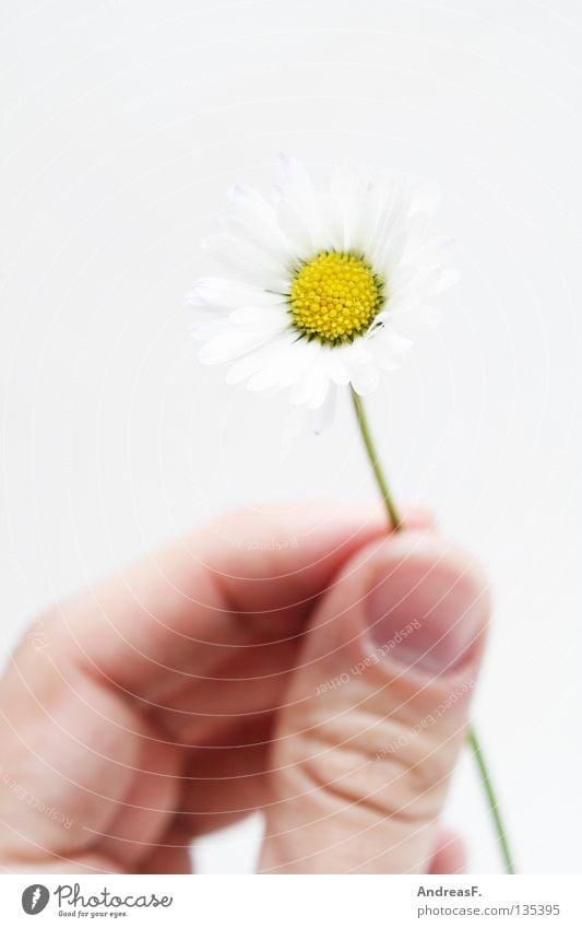 Hier, für Dich. Geschenk schenken Blume Gänseblümchen Finger Hand geben klein zart zierlich Muttertag Blüte Geburtstag Sommer Ernte blumen schenken