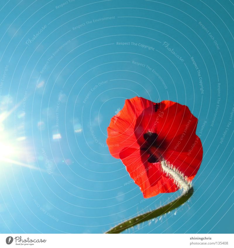 ringelmohn. Klatschmohn rot türkis Stengel Blume Sommer Frühling Mohn Himmel blau Sonne Natur