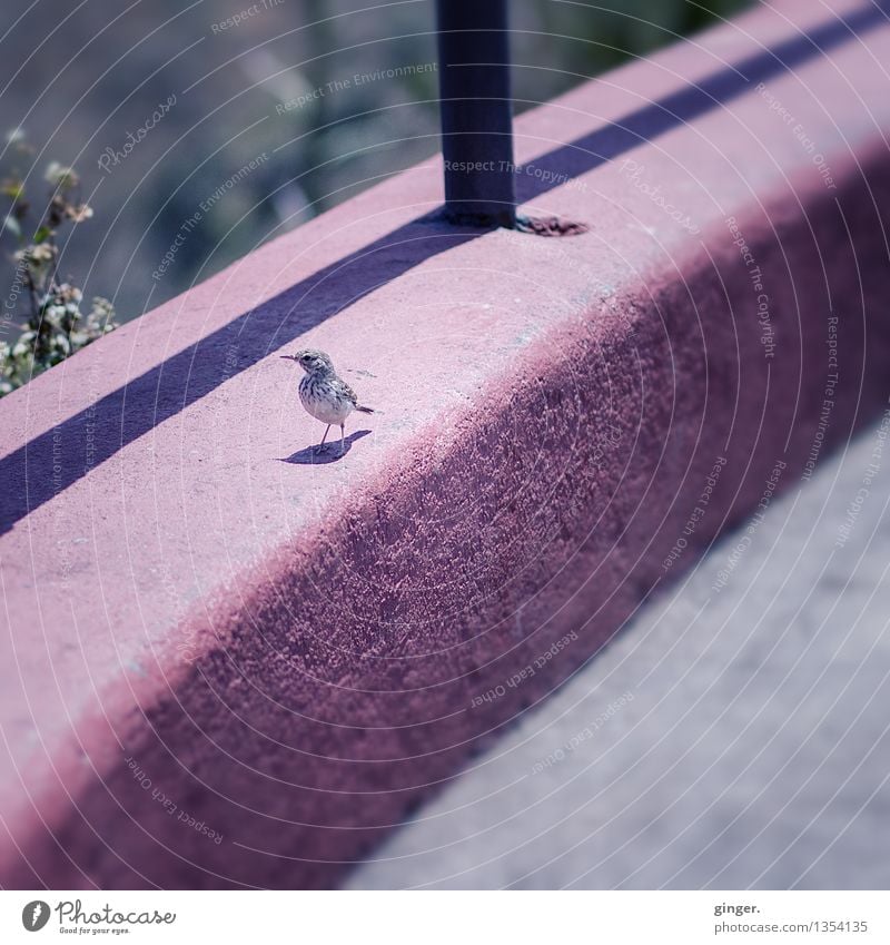 Piepmatz Tier Wildtier Vogel 1 grau rosa klein schön niedlich Mauer Schattenspiel Ecke vertikal Neugier Pause Sträucher Oberflächenstruktur Strebe getupft