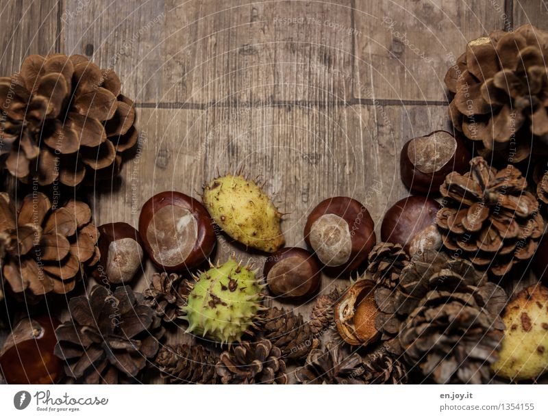 Herbscht Basteln Erntedankfest Holz braun grün Kreativität nachhaltig Natur Wachstum Zapfen Kastanienbaum Schalenfrucht Stachel Herbst Jahreszeiten herbstlich