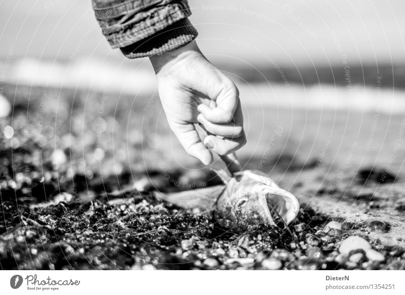 Frisch? Haut Arme Hand Finger 1 Mensch Küste Strand grau schwarz weiß Fisch Totes Tier Stein Algen Auge Schwarzweißfoto Außenaufnahme Textfreiraum rechts