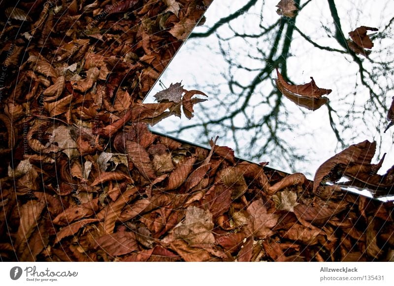 Laub Spiegel Spiegelbild Reflexion & Spiegelung Selbstportrait abgelegen Licht Herbst Wand unklar grau Gemälde Blatt braun welk mystisch Ruhestand selbst parken