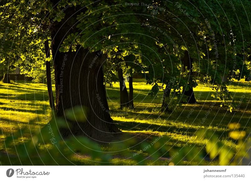 Baum, Sonnenstrahlen und Wiese Frühling Blatt Schatten Baumstamm graß Garten