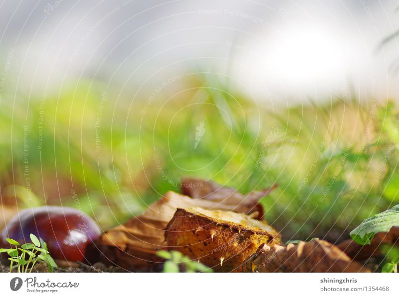 herbst Natur Erde Herbst Schönes Wetter Gras Kastanie Garten Wärme braun grau grün Idylle ruhig herbstlich Kastanienbaum Leben unberührt Umweltschutz Farbfoto