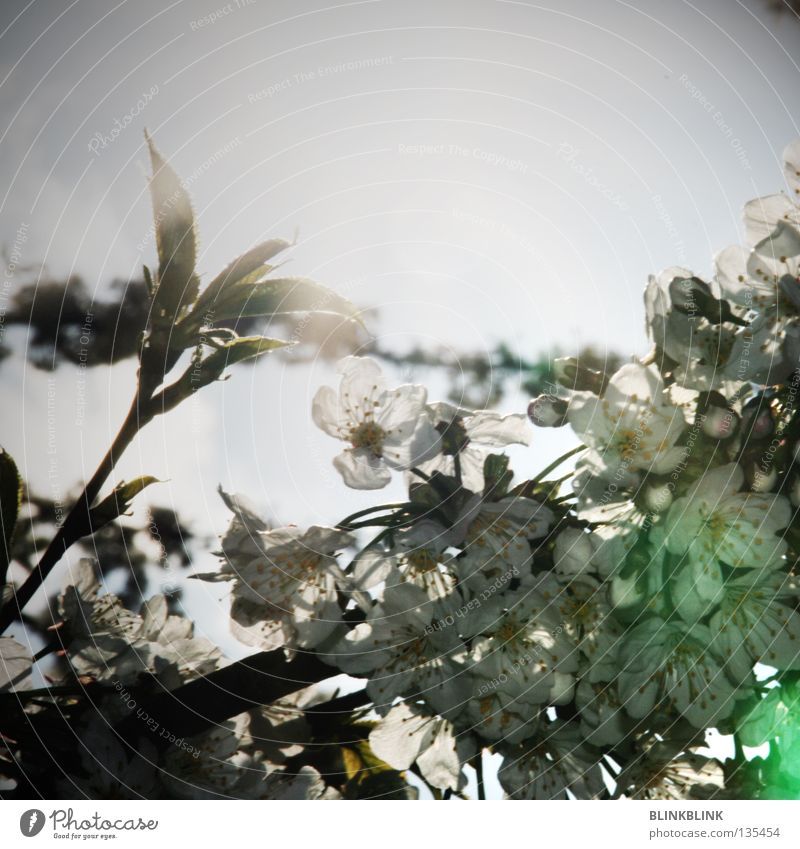 geblendet blenden Licht Blüte Frühling Blende aufwachen Baum frisch Sommer schön weiß Blütenblatt brechen Sonntag entdecken grün grau schwarz Sonne Jungpflanze