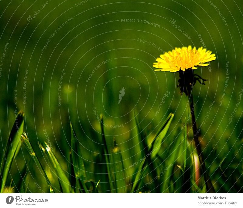 Löwenzahn Hand Finger blasen Atem Luft Blume Blüte Stengel Pflanze Leben Unendlichkeit Korb Fortpflanzung verbreiten Windzug zart Zärtlichkeiten Langeweile