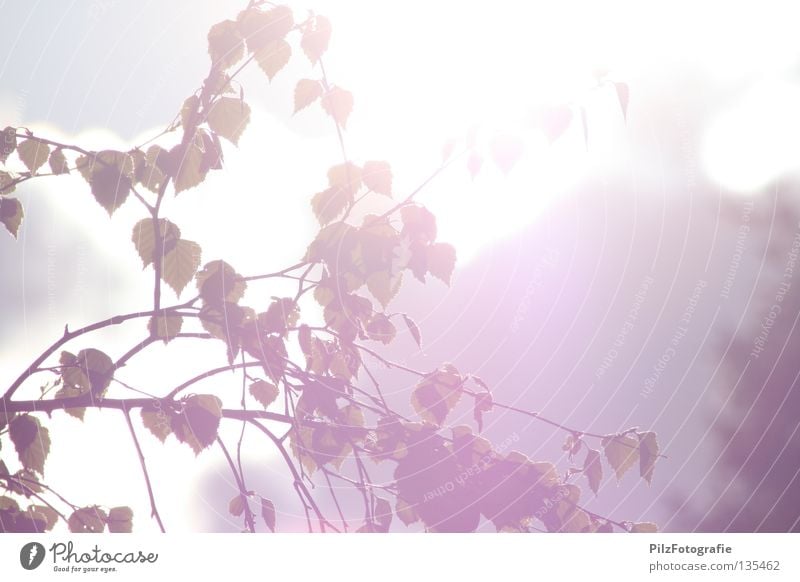 Sommer. Frühling Blatt Baum Apfelbaum Gegenlicht Licht Überbelichtung schön Frühlingsgefühle genießen Freizeit & Hobby Park Physik weiß rot grau Freude