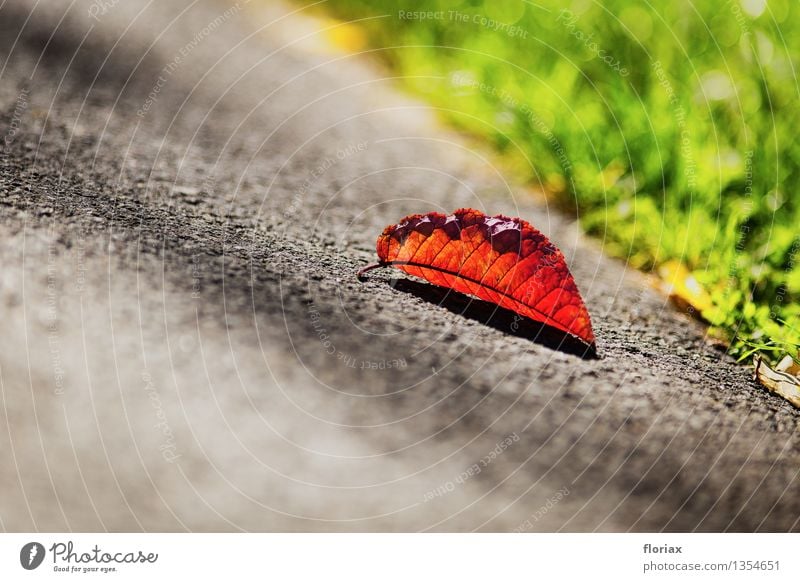 Nahender Herbst Umwelt Natur Pflanze Schönes Wetter alt fallen leuchten liegen Wärme braun grau grün Blatt Asphalt Straße Jahreszeiten Senior Ende dreifarbig