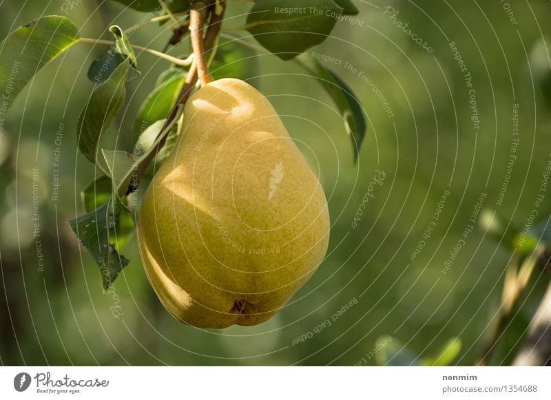 Saftige reife Birne, die vom Zweig hängt Frucht Natur Herbst Blatt saftig gelb grün Obstbaum Birnbaum Lebensmittel Ast Fotografie Essen und Trinken Vorbau