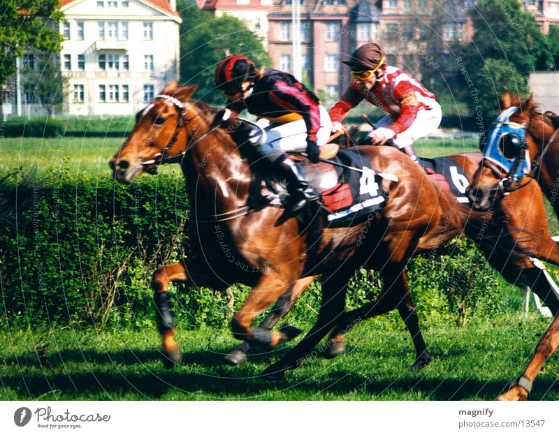 pferderennen Pferd Rennbahn Pferderennen Reitsport Galopprennen Tier Mann race endspurt Ziel