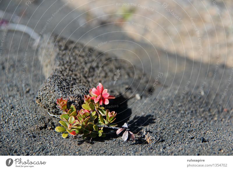 Island #6 Umwelt Natur Pflanze Erde Sand Blume Sträucher Blatt Blüte Grünpflanze Wildpflanze Vulkan Insel Wüste Lava Lavasand Lavafeld grau grün rot schwarz