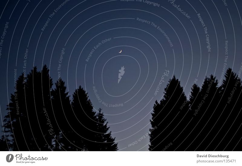 Eine Sommernacht Wald Baum Holzmehl Himmel Fichte Nacht schwarz Physik dunkel Vollmond Himmelskörper & Weltall Mond Forest moon sky tree Tanne Kiefer