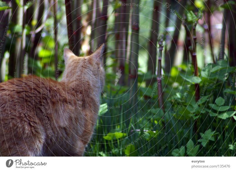 basic instinct Katze Sträucher Miau grün Jäger Blatt rothaarig intensiv Hauskatze Landraubtier Raubkatze Mörder Fell Schwanz Pfote Krallen ruhig Erholung lau