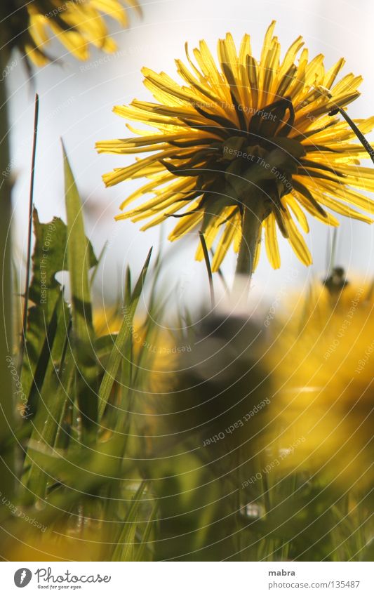 Lichtstrahl Frühling Wiese Löwenzahn Halm Sonnenstrahlen Zärtlichkeiten gelb Physik Blüte Froschperspektive Leben Freude Beleuchtung Wärme Blühend