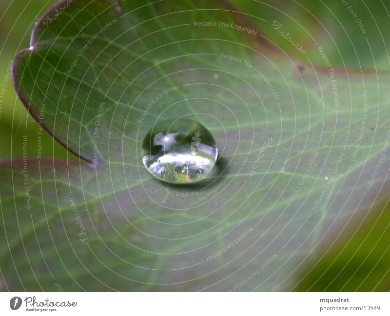 Tropfen_1 grün Blatt Wasser Makroaufnahme Wassertropfen Wssertropfen Pflanze