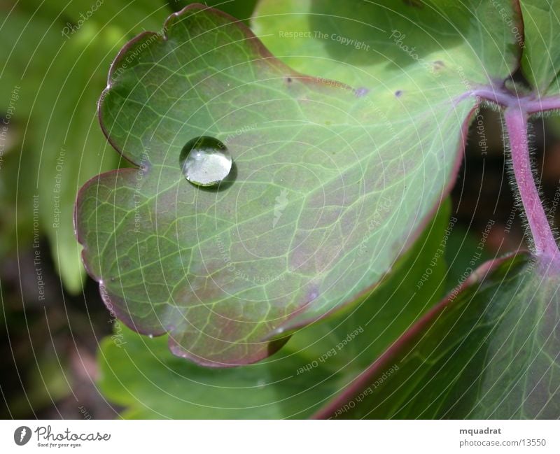 Tropfen_2 Wassertropfen Blatt grün Naur Makroaufnahme