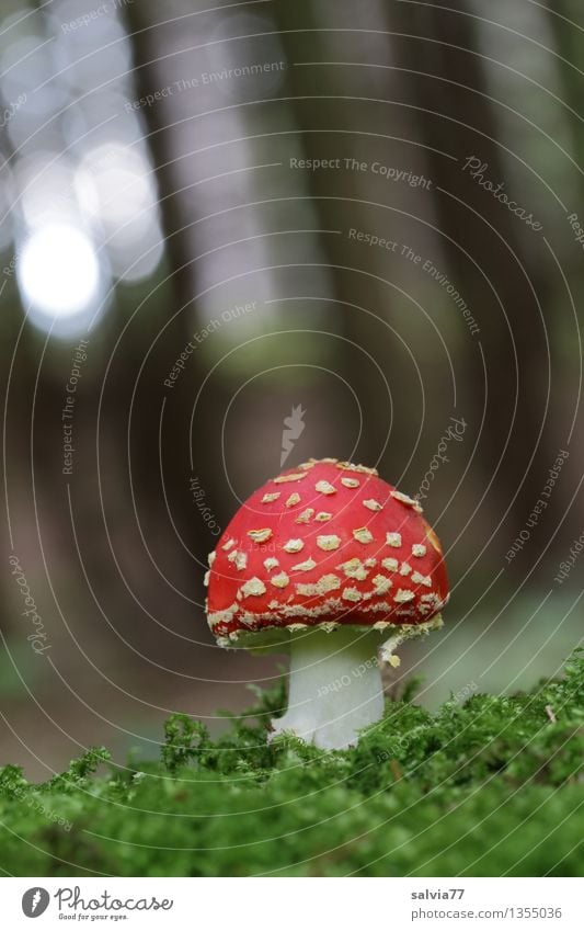 Rotkäppchen ruhig Umwelt Natur Herbst Pflanze Moos Fliegenpilz Pilz Pilzhut Wald leuchten stehen Wachstum ästhetisch frisch schön weich grün rot Trauer