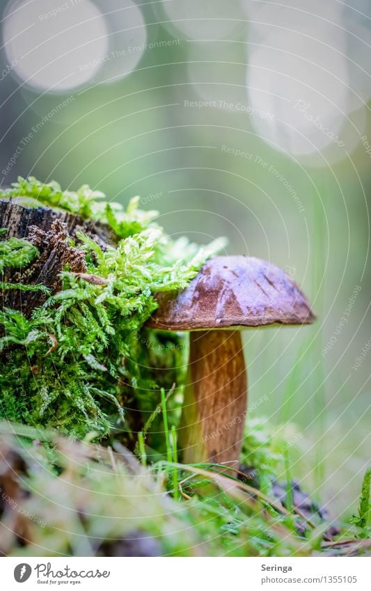 Braunkappe Umwelt Natur Landschaft Pflanze Tier Herbst Baum Moos Wildpflanze Garten Park Wald stehen Wachstum Glück Pilz Lebewesen Ganzer Pilz Pilzhut Pilzkopf