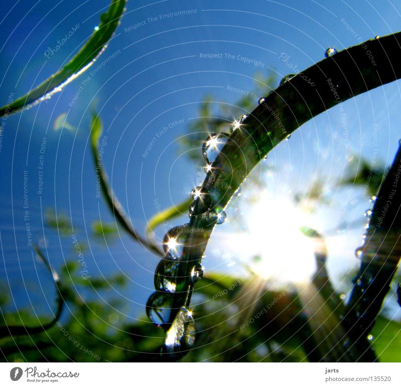 sonnenzeit nass Baum Blatt frisch Sonnenstrahlen Himmelskörper & Weltall schön Sommer Wassertropfen Regen Seil Spieglung jarts Natur blau Erfrischung