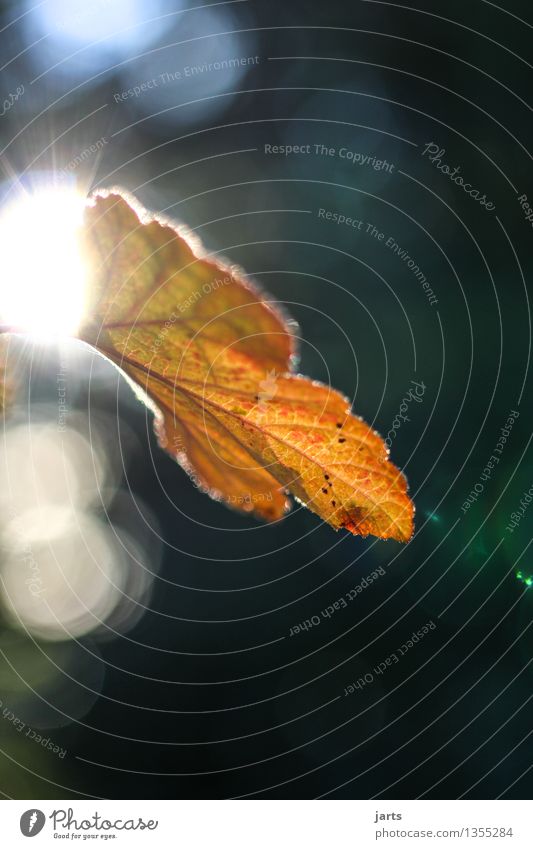 herbstlicht Natur Pflanze Herbst Schönes Wetter Blatt Wald glänzend hell schön natürlich orange rot Farbfoto Außenaufnahme Nahaufnahme Menschenleer