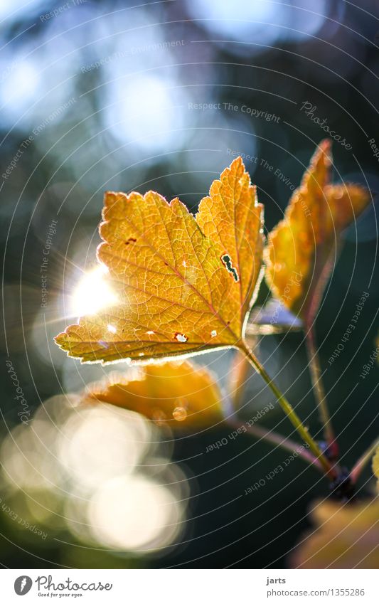 herbstlicht II Pflanze Herbst Schönes Wetter Baum Blatt Wald glänzend hell natürlich braun orange Natur Farbfoto Außenaufnahme Nahaufnahme Detailaufnahme