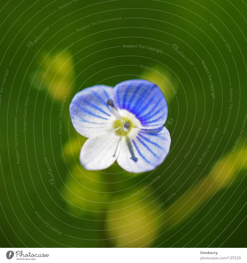 hopeless lost Blume Blüte weiß violett Blütenblatt Botanik Sommer Frühling frisch Wachstum Pflanze rot Hintergrundbild Vergänglichkeit schön Trauer Hoffnung