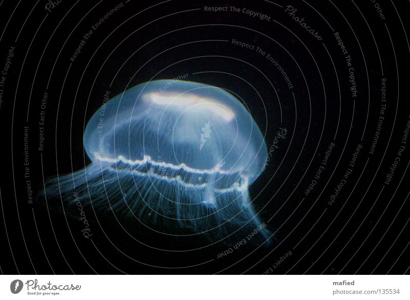 Tiefsee Qualle Schweben Meer weiß schwarz dunkel ohrenqualle aurelia aurita meduse nesselfäden Wasser blau phosphoreszierend leuchten Vor dunklem Hintergrund