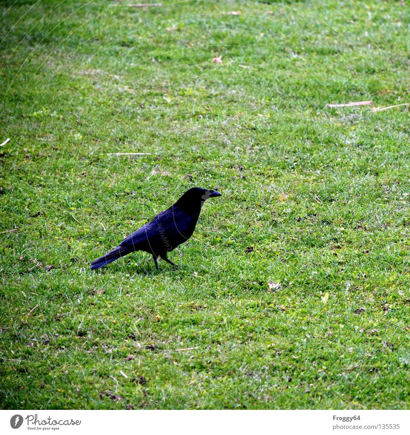 Hans Huckebein Rabenvögel Vogel schwarz grün Gras Wiese Blume Schnabel Schwanz Tier Zoo Gehege Krähe Frühling Feder gefieder schwingen fliegen laufen gehen